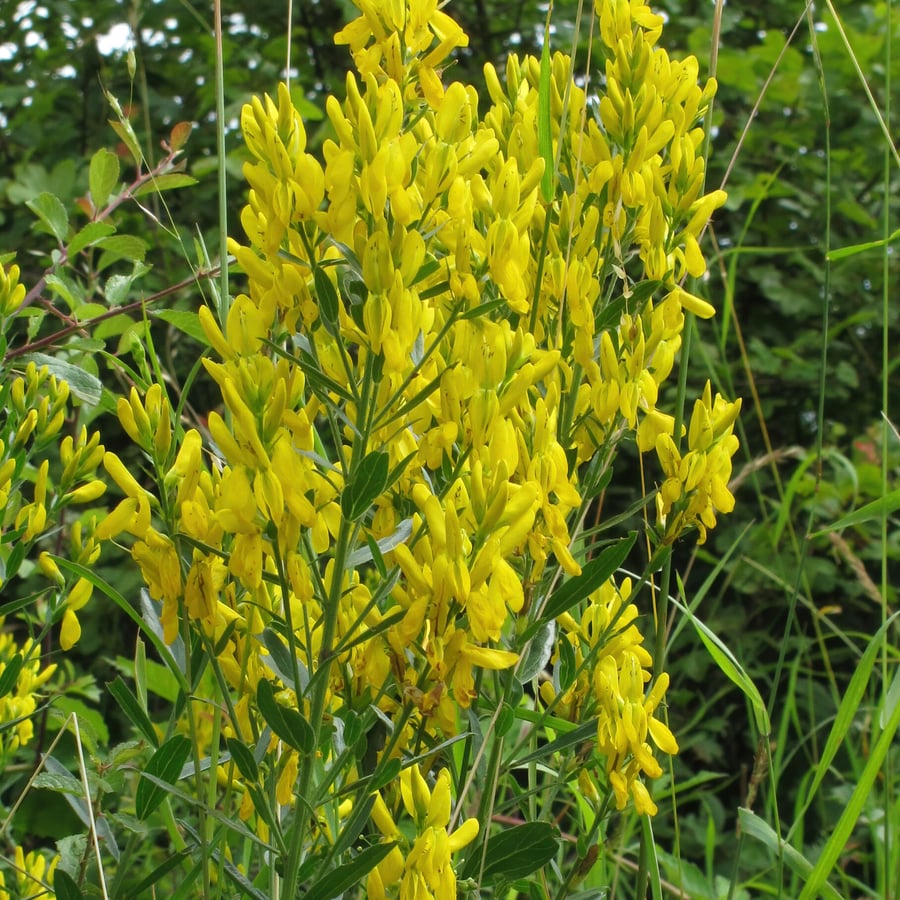 Verfbrem (Genista tinctoria) zaden