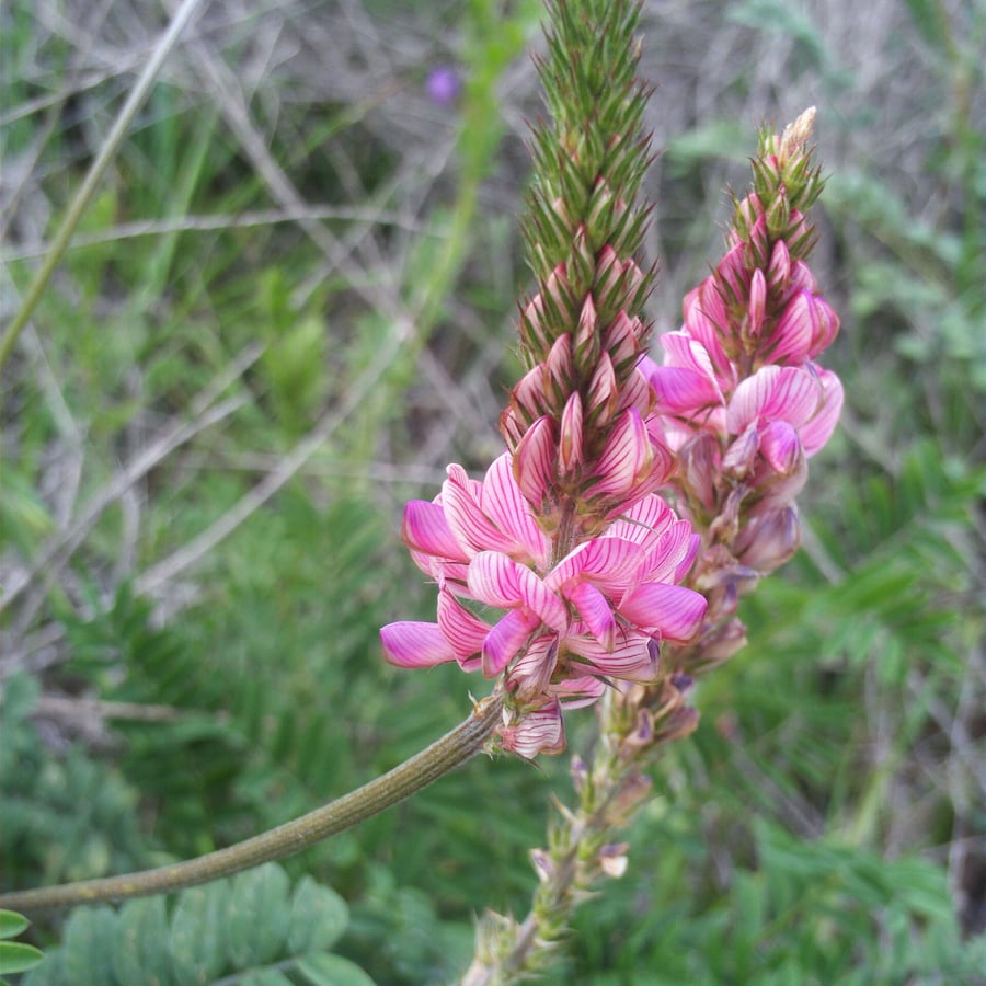 Esparcette (Onobrychis viciifolia) zaden