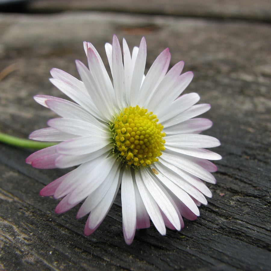 Madeliefje (Bellis perennis) zaden