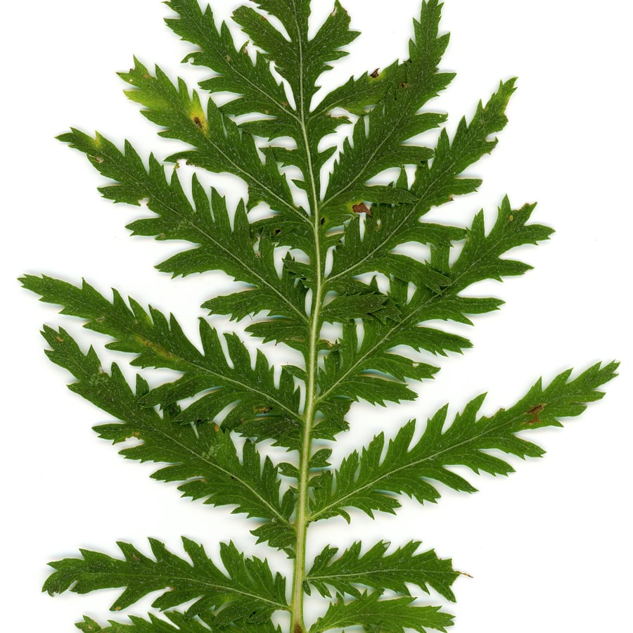 Boerenwormkruid (Tanacetum vulgare) zaden