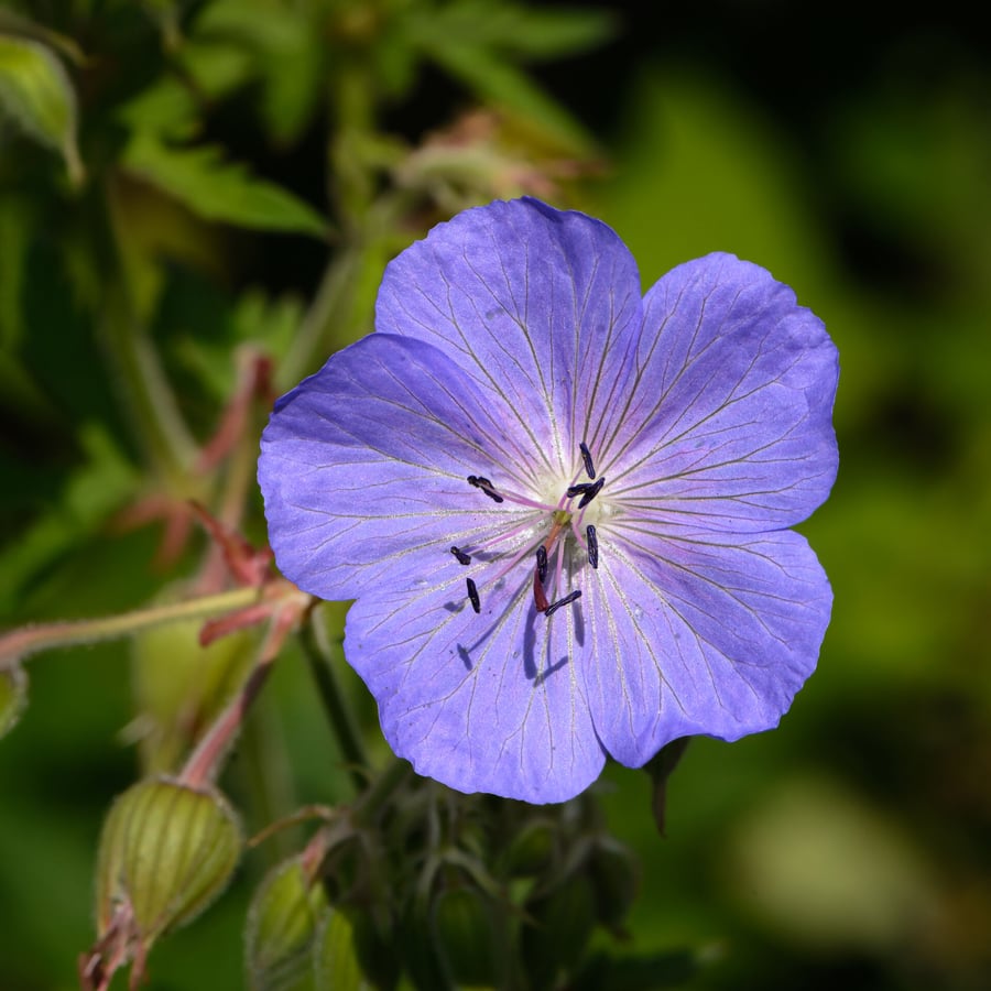 Beemdooievaarsbek (Geranium pratense) zaden