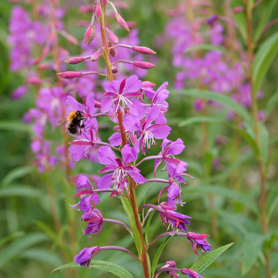Wilgenroosje (Chamaenerion angustifolium) zaden