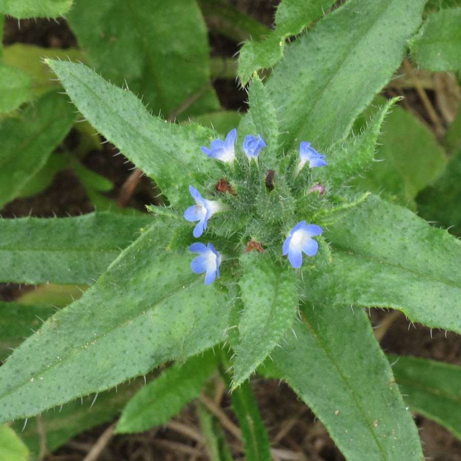 Kromhals (Anchusa arvensis) zaden