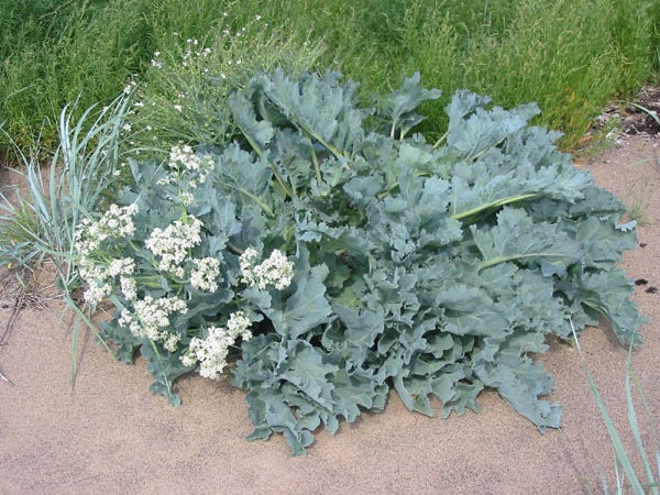 Zeekool (Crambe maritima) zaden