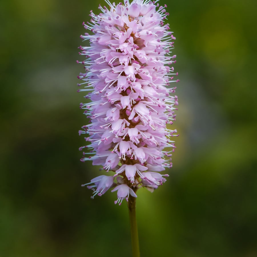 Adderwortel (Persicaria bistorta) zaden