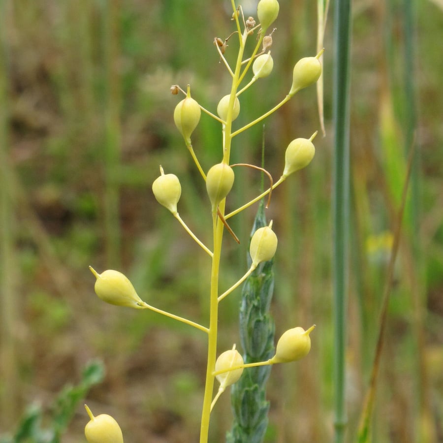 Huttentut (Camelina sativa) zaden