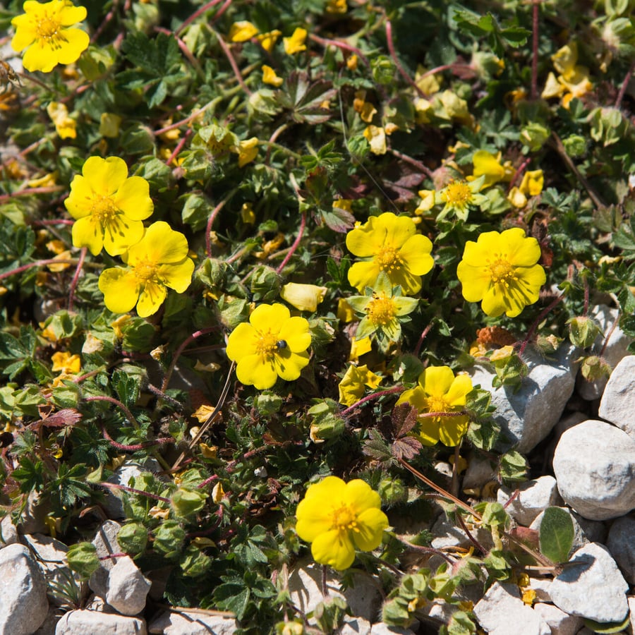 Voorjaarsganzerik (Potentilla verna) zaden