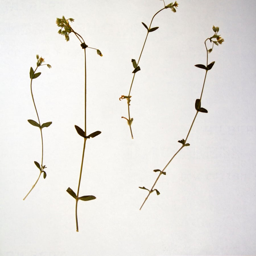 Gewone hoornbloem (Cerastium fontanum ssp. vulgare) zaden