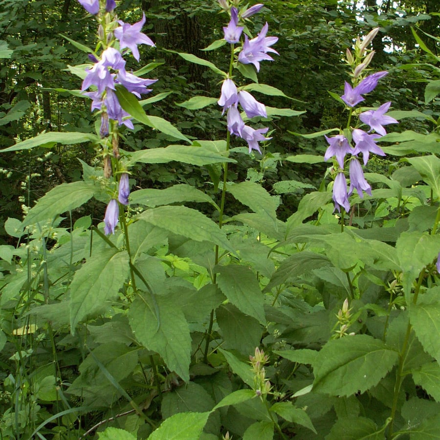 Breed klokje (Campanula latifolia) zaden