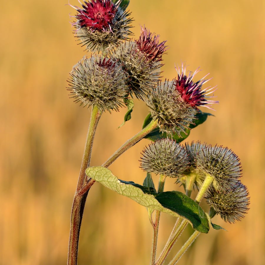 Donzige klit (Arctium tomentosum) zaden