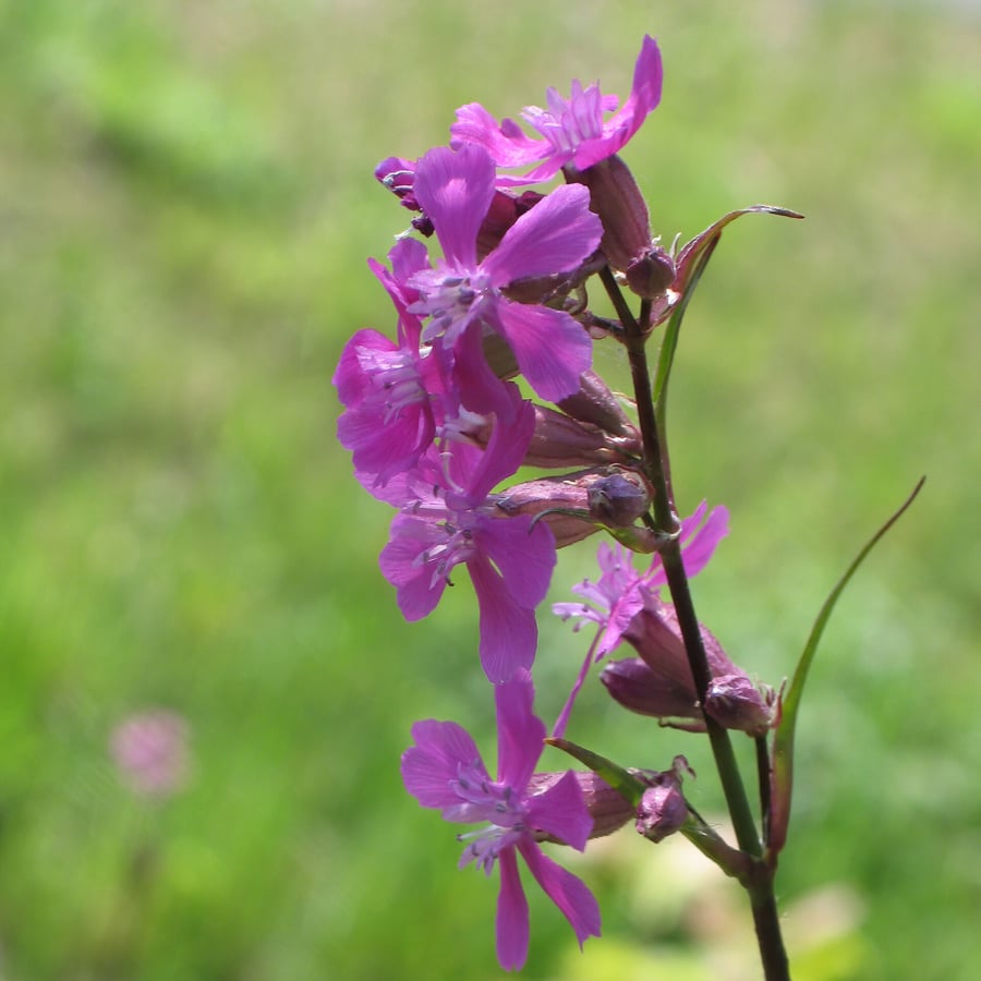 Rode pekanjer (Silene viscaria) zaden