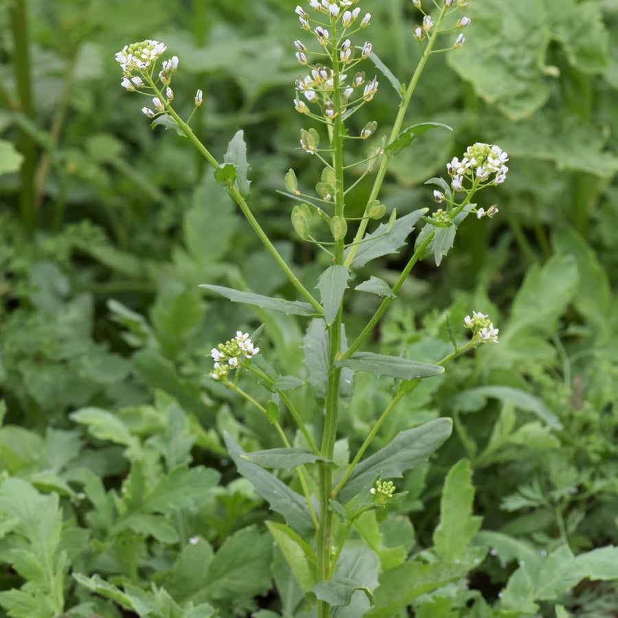 Witte krodde (Thlaspi arvense) zaden