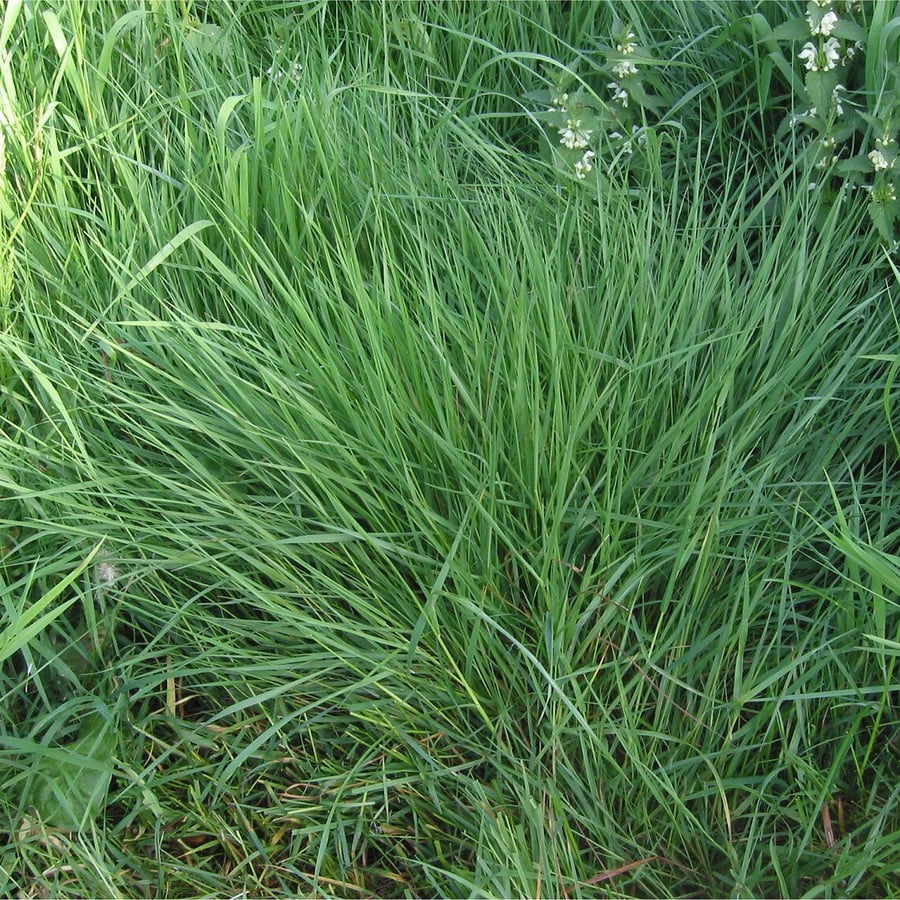 Gewoon struisgras (Agrostis capillaris) zaden