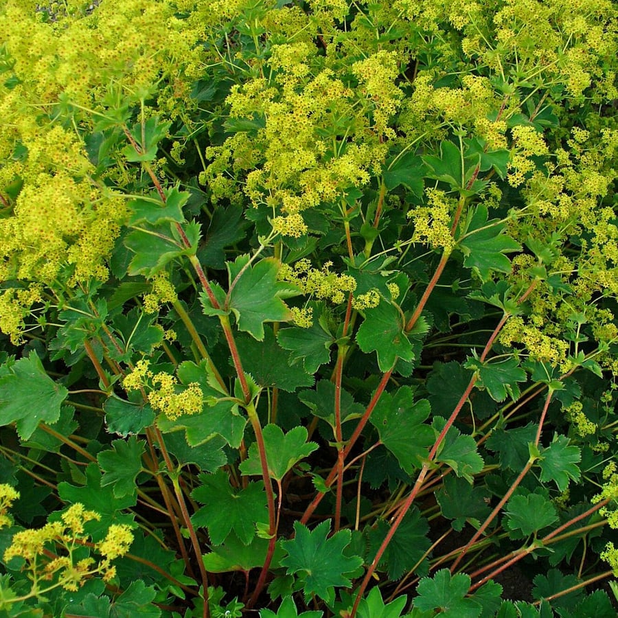 Geelgroene vrouwenmantel (Alchemilla xanthochlora) zaden