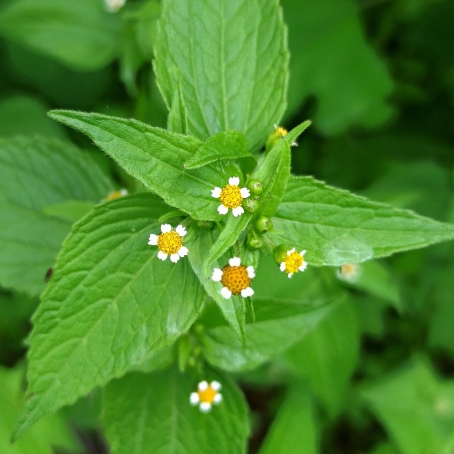 Kaal knopkruid (Galinsoga parviflora) zaden