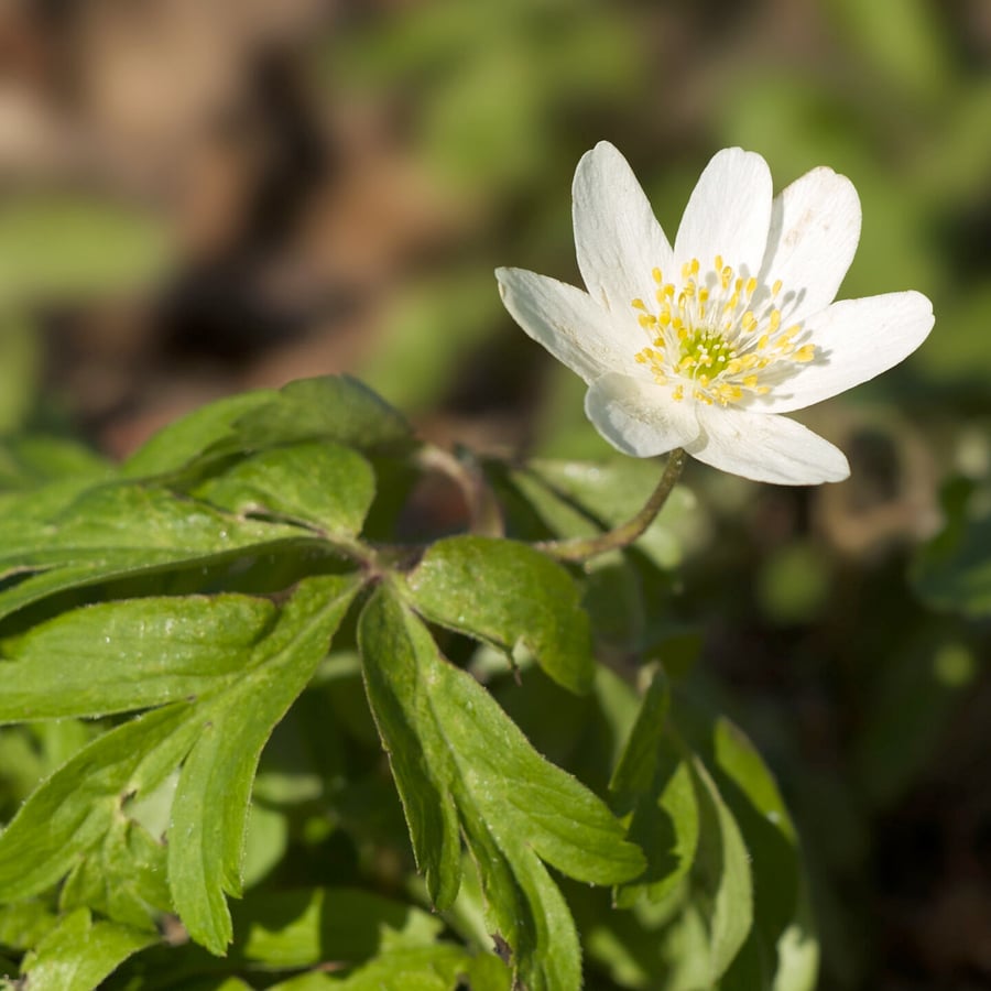 Bosanemoon (Anemone nemerosa) zaden