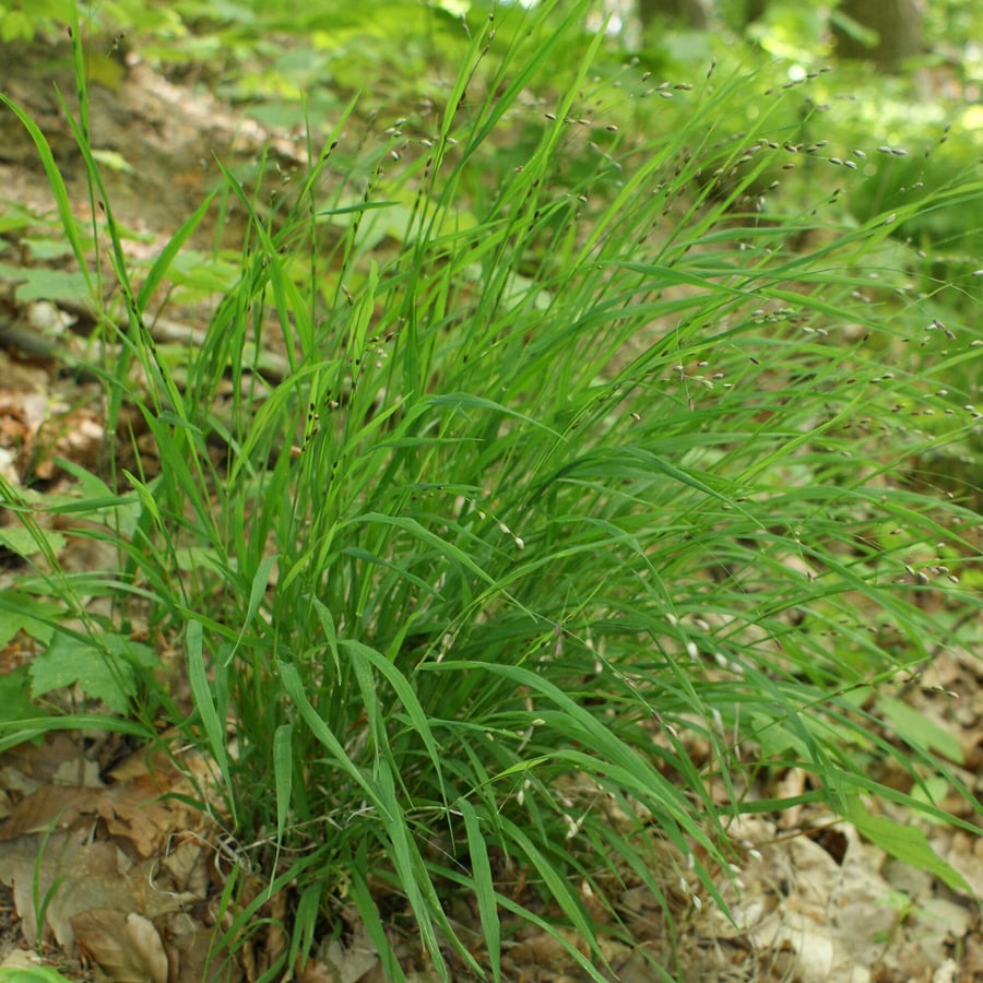 Eenbloemig parelgras (Melica uniflora) zaden