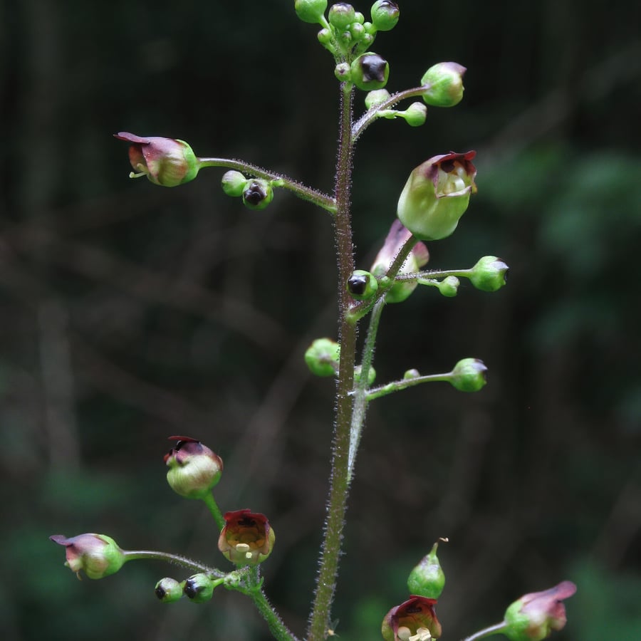 Knopig helmkruid (Scrophularia nodosa) zaden