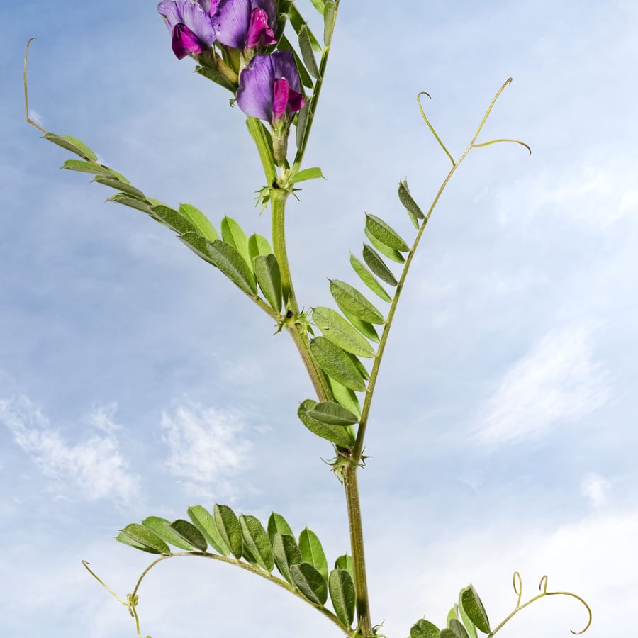Voederwikke (Vicia sativa) zaden