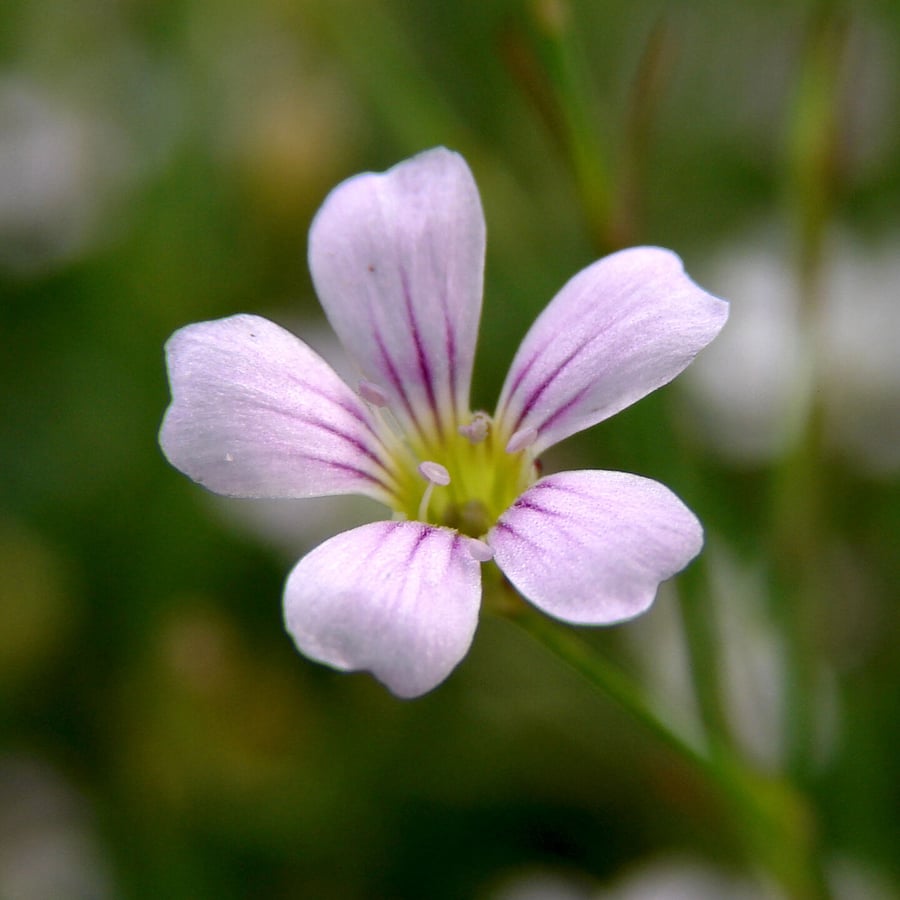 Kleine mantelanjer (Petrorhagia saxifraga) zaden