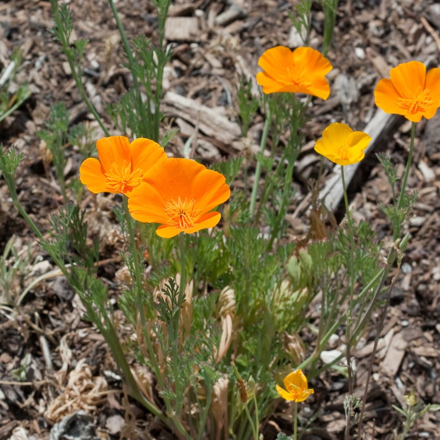 Slaapmutsje (Eschscholtzia californica) zaden
