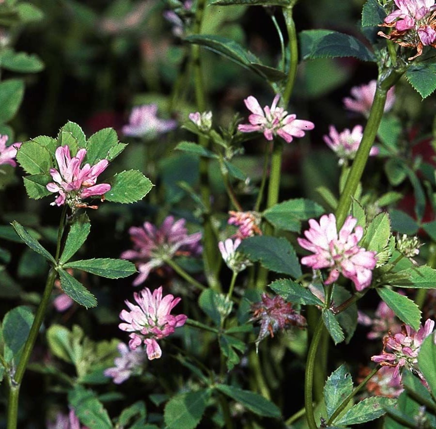 Perzische klaver (Trifolium resupinatum) zaden