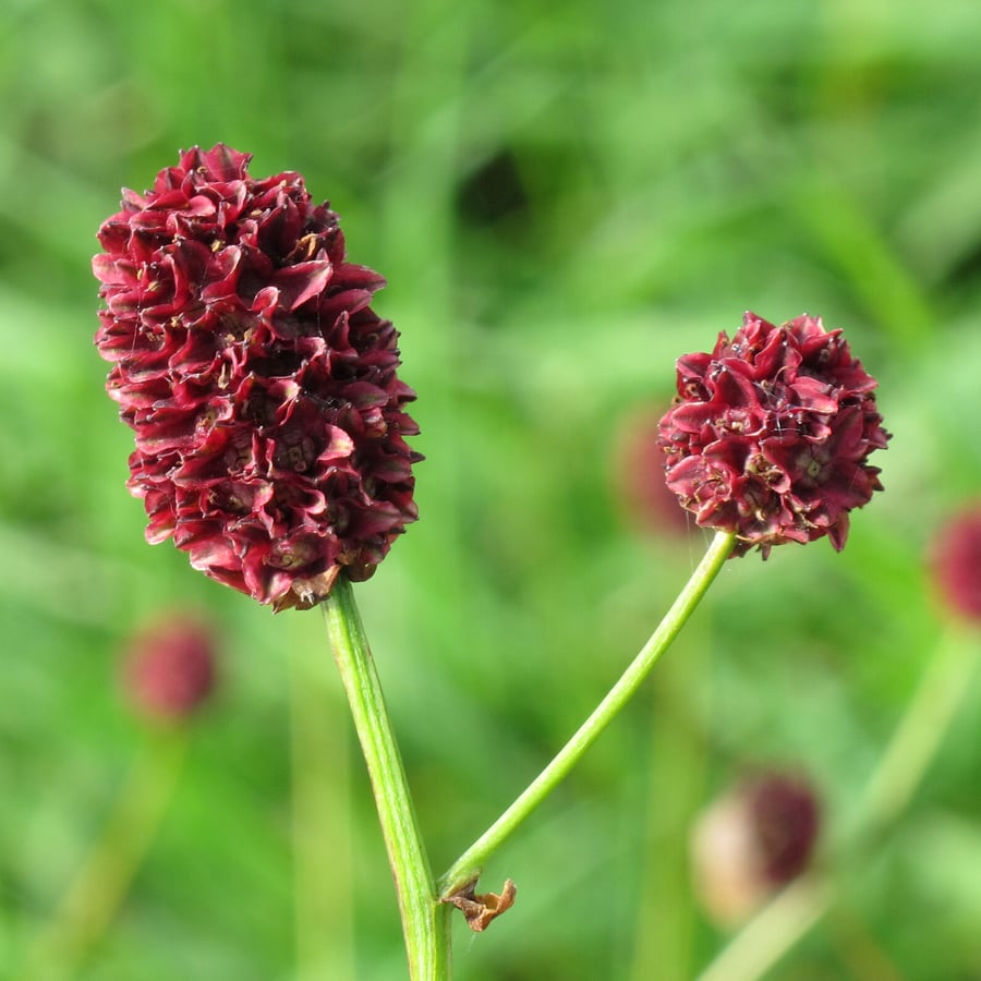Grote pimpernel (Sanguisorba officinalis) zaden