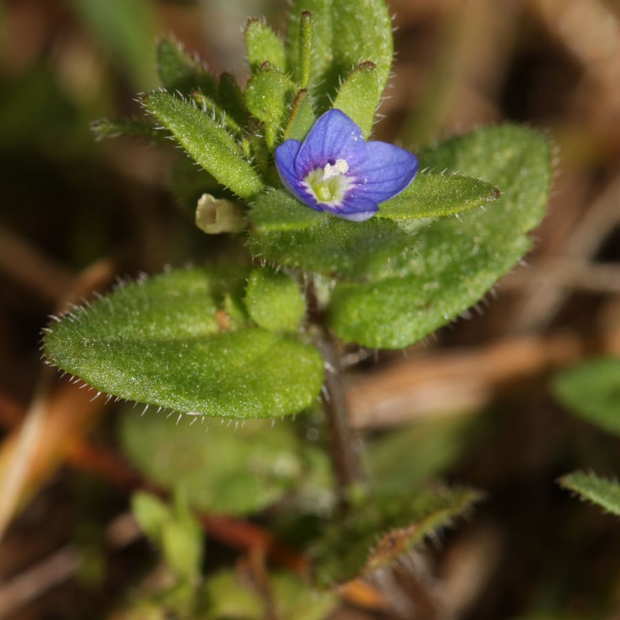 Veldereprijs (Veronica arvensis) zaden