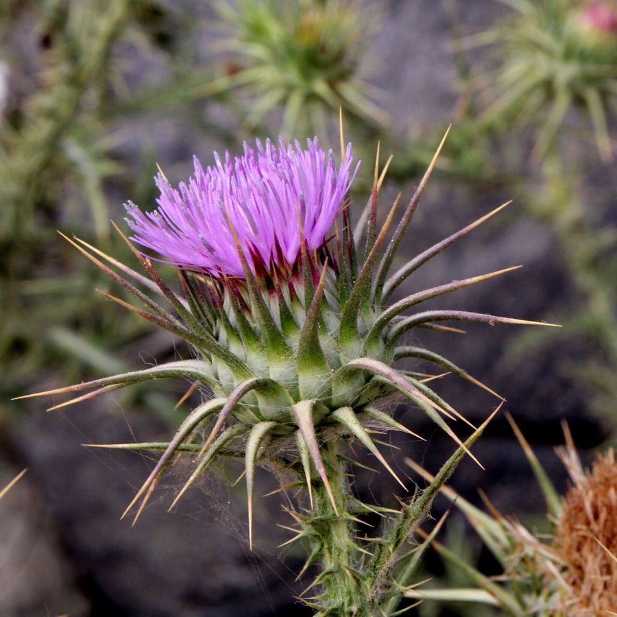 Knikkende distel (Carduus nutans) zaden