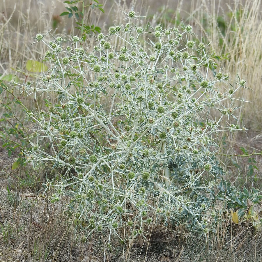 Echte kruisdistel (Eryngium campestre) zaden