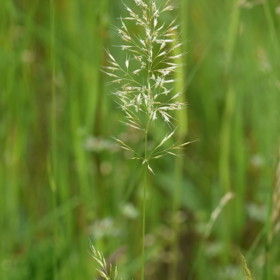 Goudhaver (Trisetum flavescens) zaden