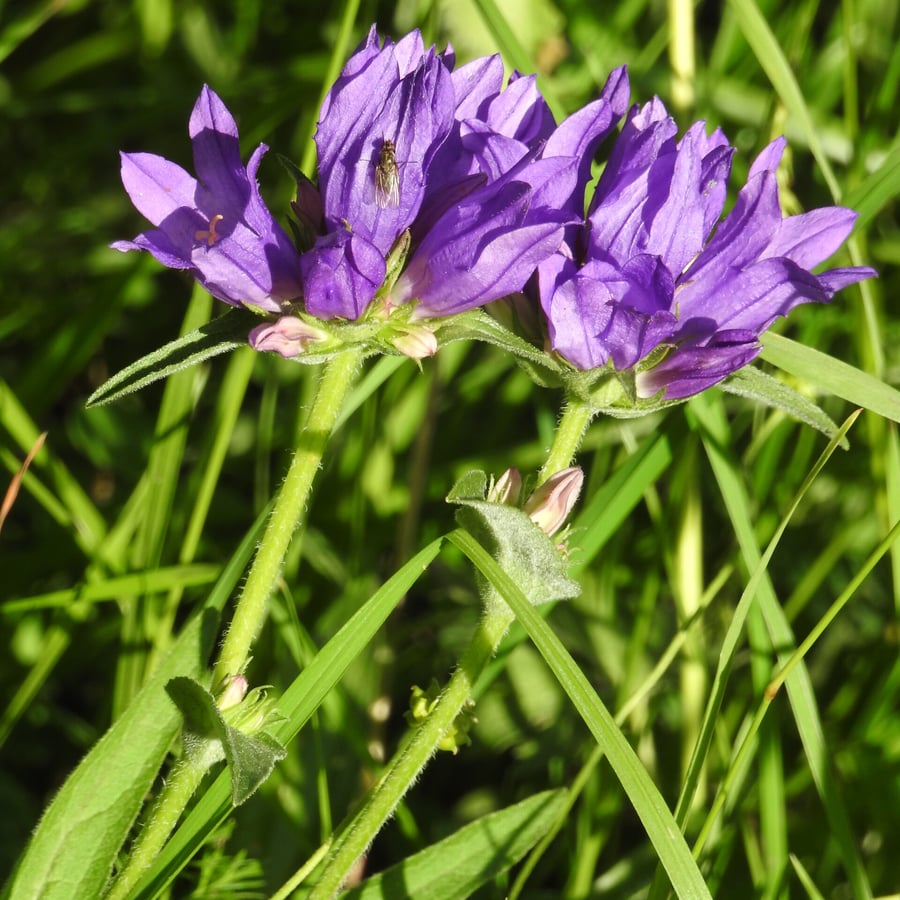 Kluwenklokje (Campanula glomerata) zaden