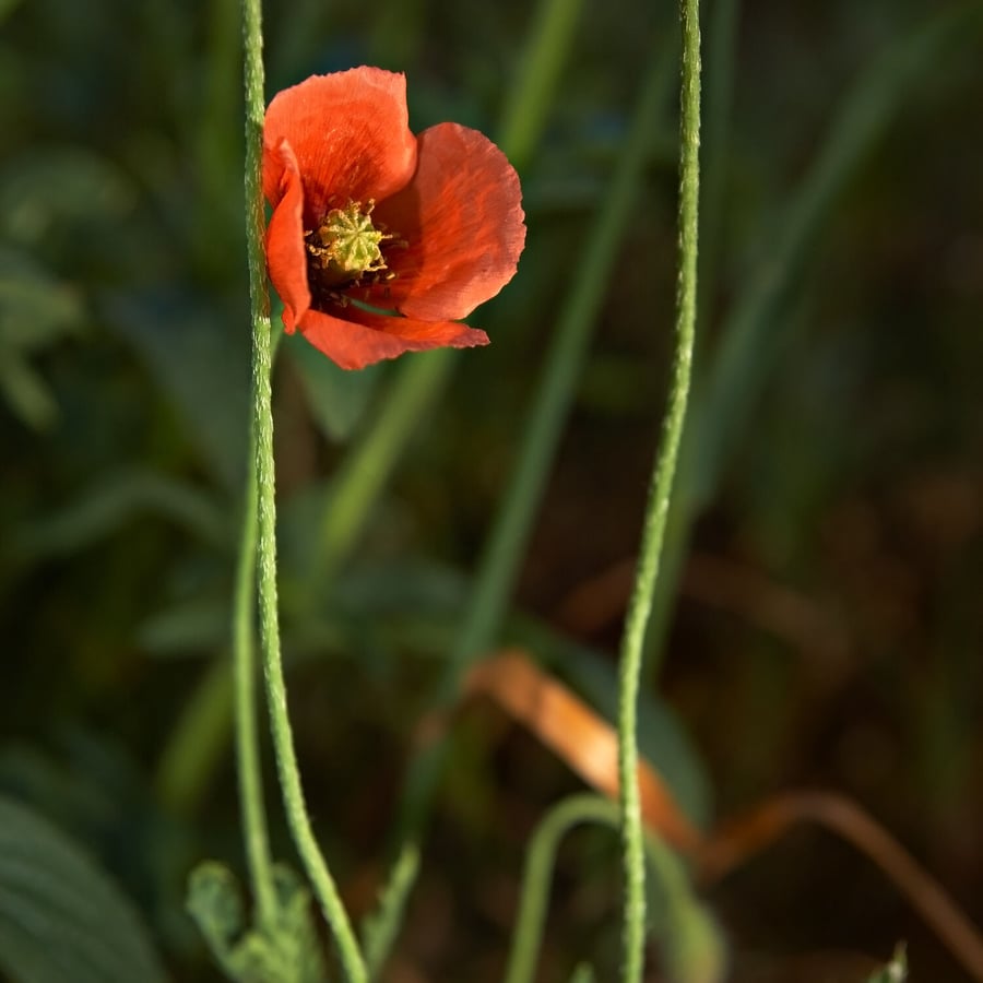 Bleke klaproos (Papaver dubium) zaden