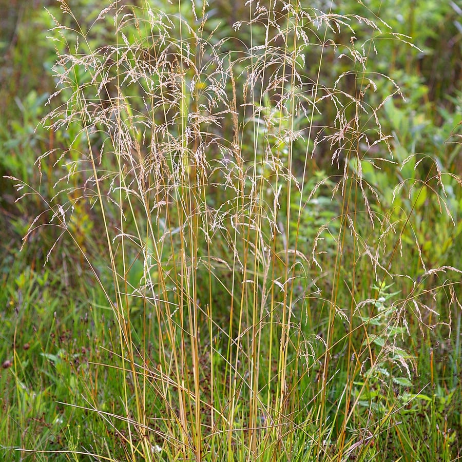 Ruwe smele (Deschampsia cespitosa) zaden