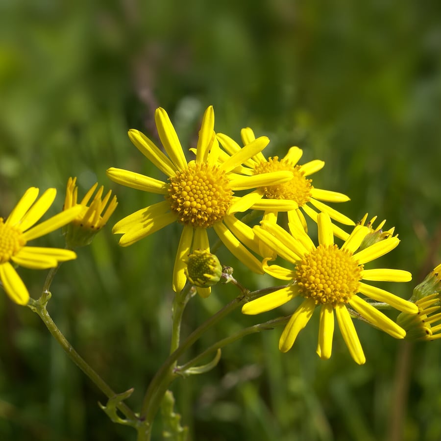 Waterkruiskruid (Jacobaea aquatica) zaden