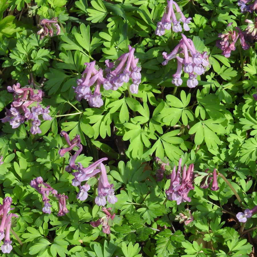 Vingerhelmbloem (Corydalis solida) zaden