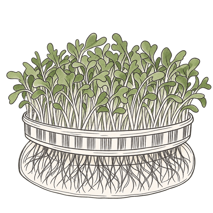 Rucola BIO (Raketsla kiemgroente) zaden