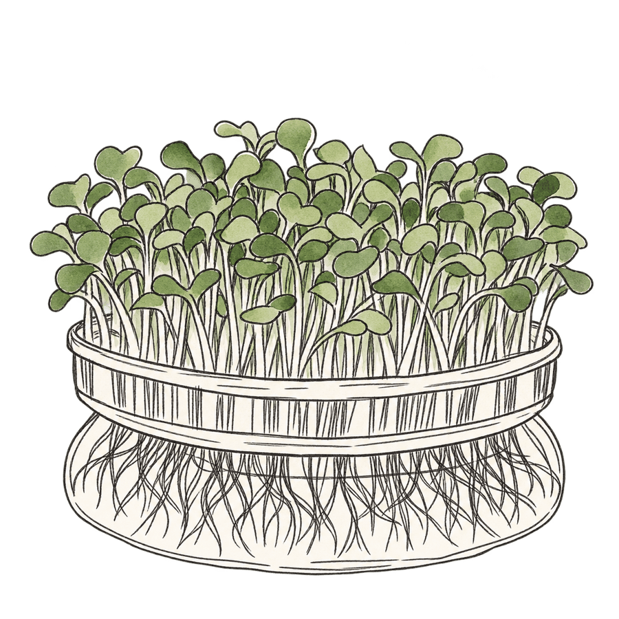 Broccoli 'Calabrese' BIO (Gewone groene broccoli kiemgroente) zaden