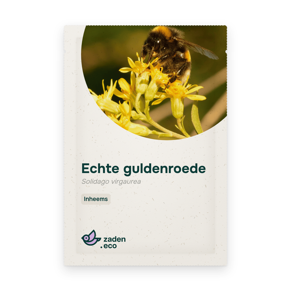 Zakje Echte guldenroede