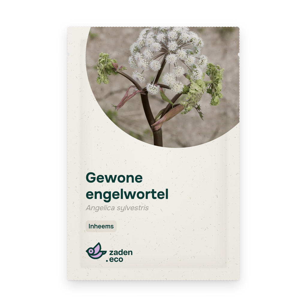 Zakje Gewone engelwortel