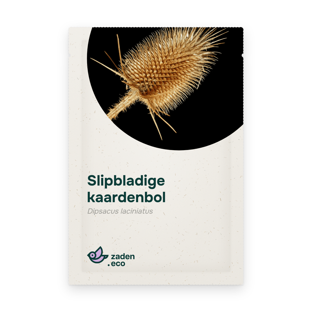 Zakje Slipbladige kaardenbol