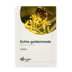 Zakje Echte guldenroede