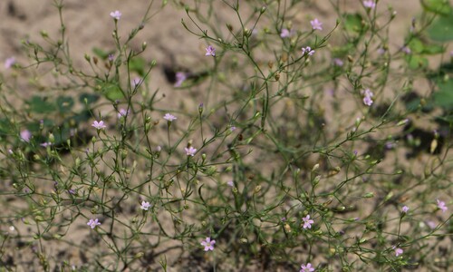 Gipskruid (Gypsophila muralis)
