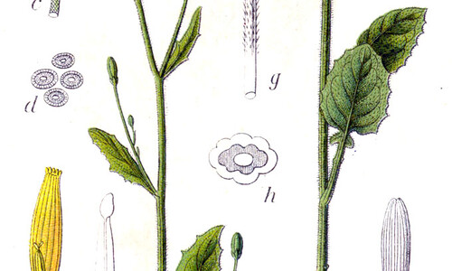Akkerkool (Lapsana communis)