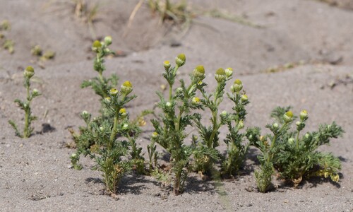 Schijfkamille (Matricaria discoidea)