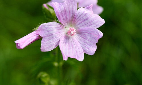 Vijfdelig kaasjeskruid (Malva alcea)