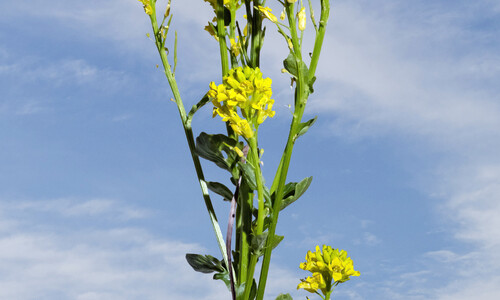 Gewoon barbarakruid (Barbarea vulgaris)