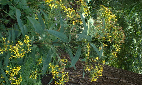 Schaduwkruiskruid (Senecio ovatus)