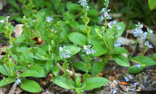 Mannetjesereprijs (Veronica officinalis)