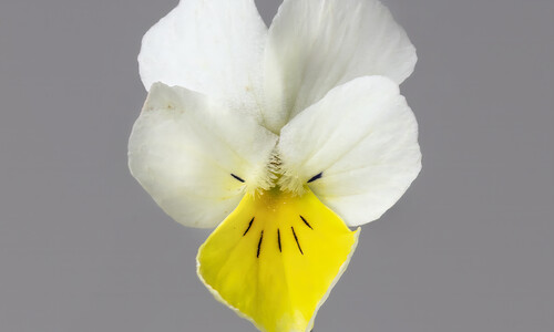 Akkerviooltje (Viola arvensis)